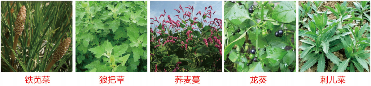 1664348377285091.png 45-45.png